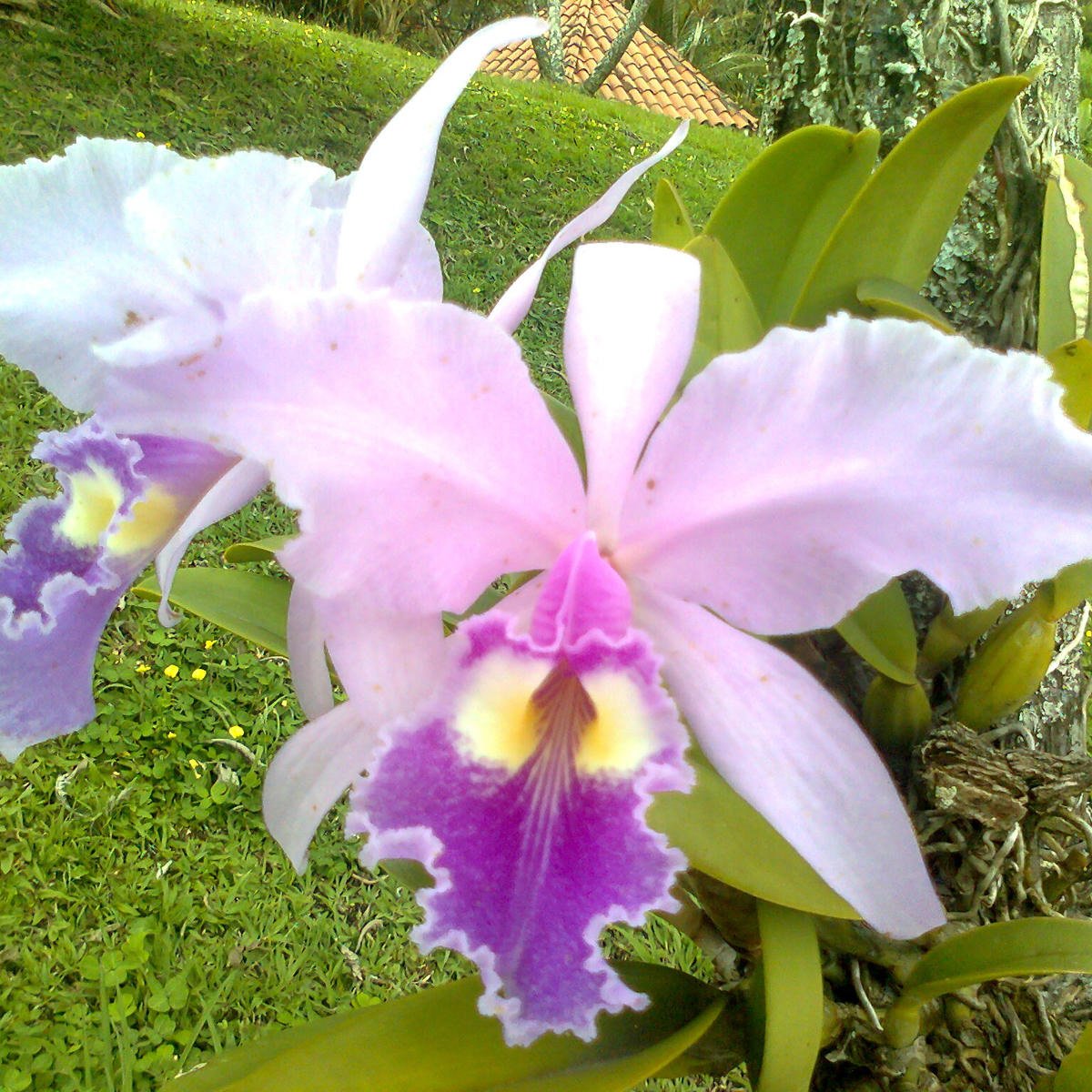 Orquídeas elegantes